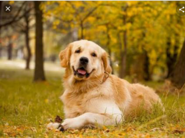 Golden retriever