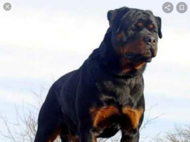 Rottweiler