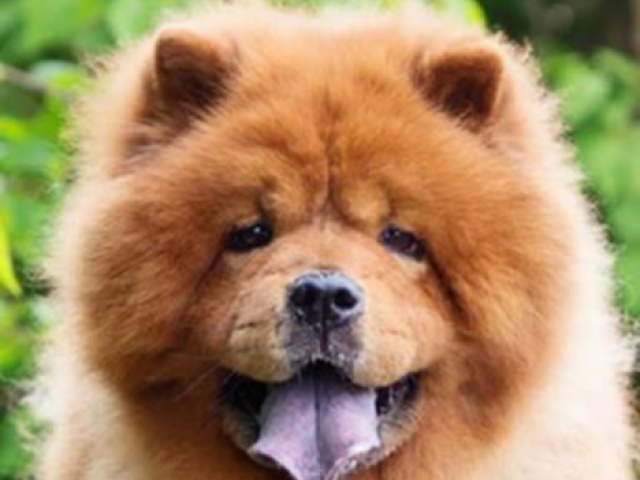 Chow Chow