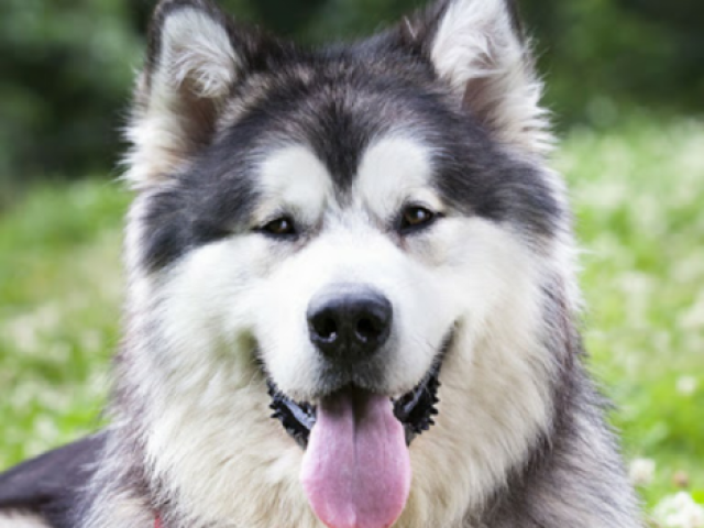 Malamute do alasca