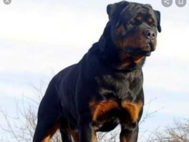 Rottweiler