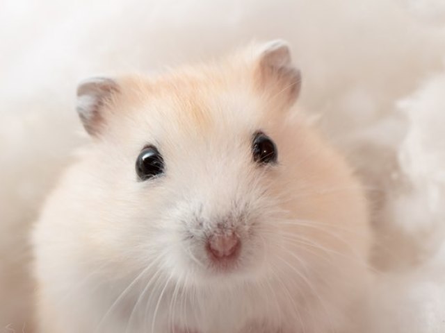 Hamster