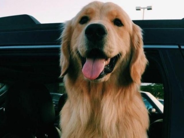 Golden Retriever