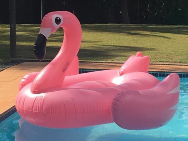 de flamingo