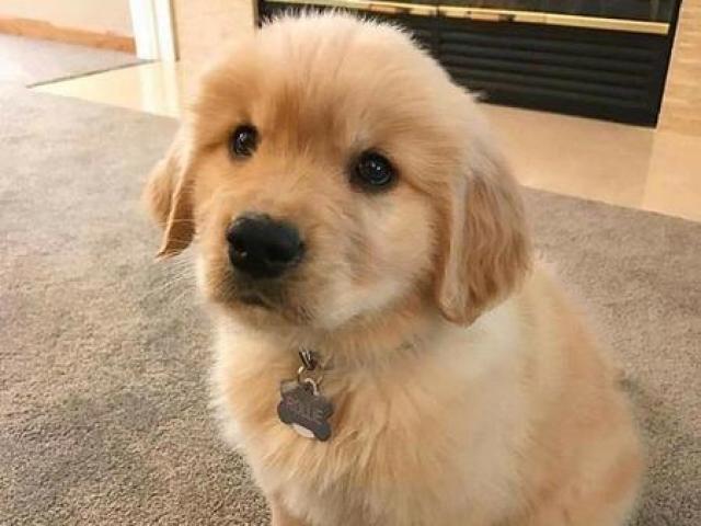 Golden retriever