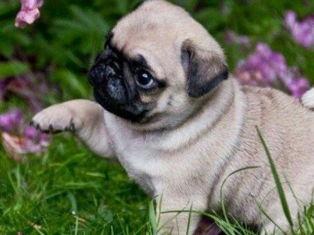 pug