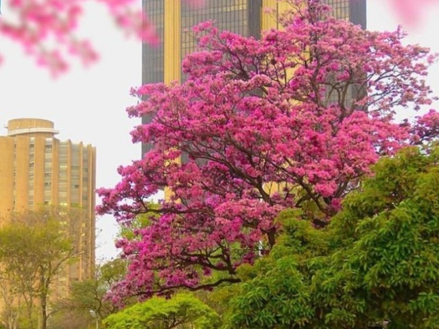 Primavera, ama flores não é?