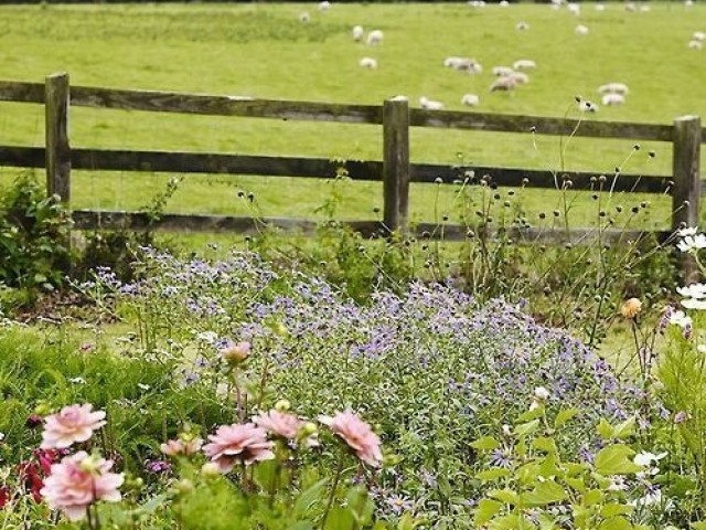 Campo, amo flor!