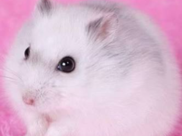 Hamster