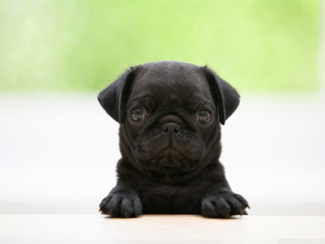 PUG