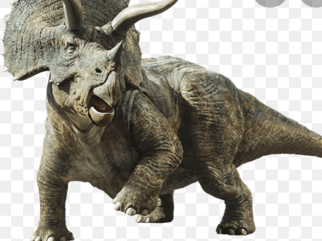 Triceratops