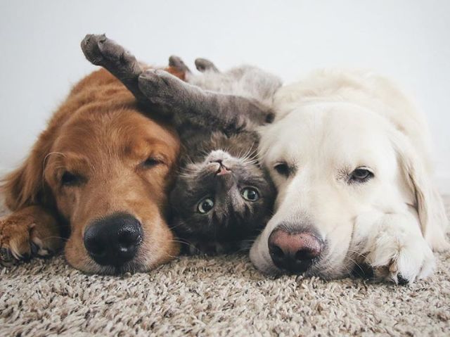 Qual animal você seria?