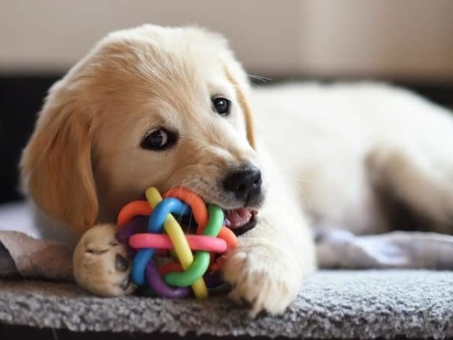 Cachorro