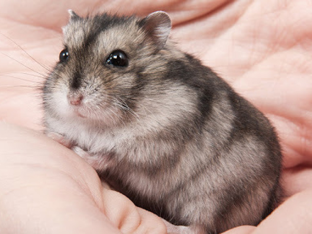 Hamster