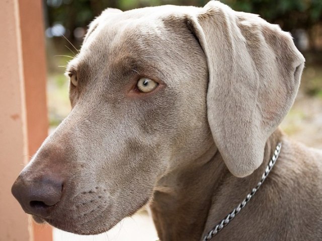 Weimaraner.