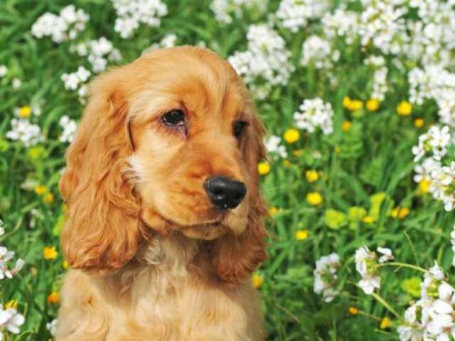 Cocker.