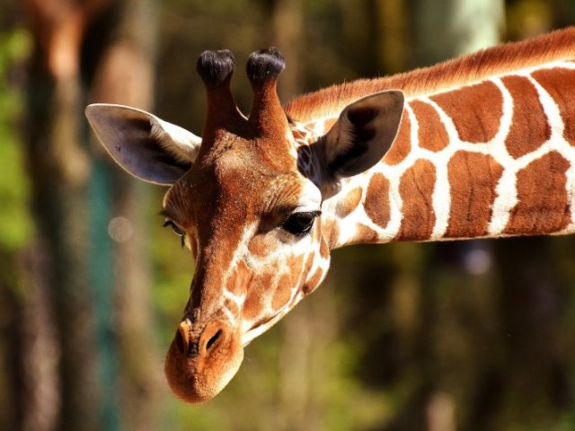 Girafa