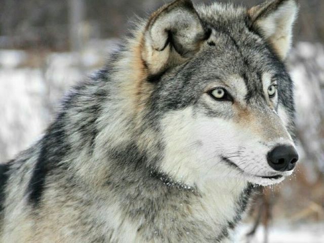Lobo