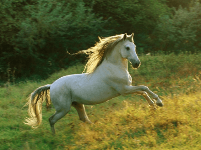 Cavalo