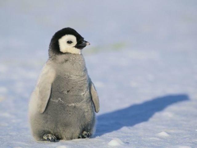 Pinguim