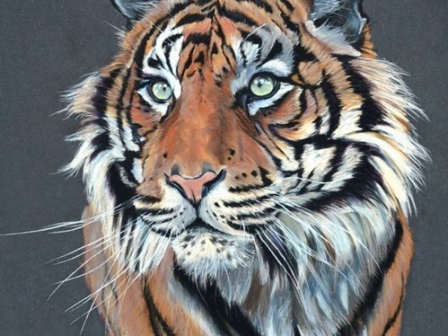 Tigre