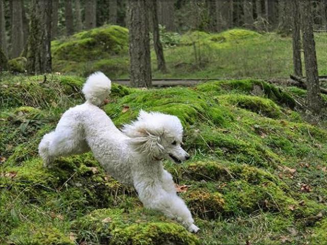 Poodle