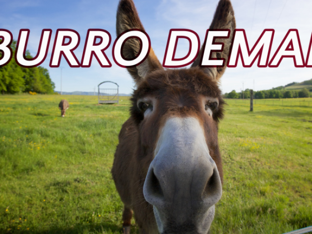 burro