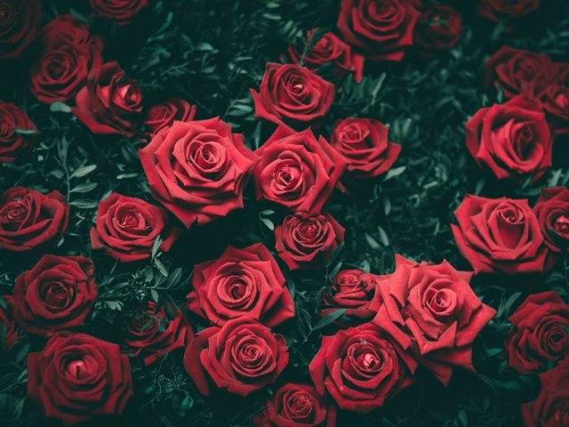 Rosa