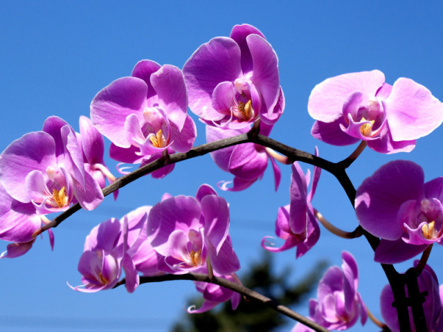 Orquídea