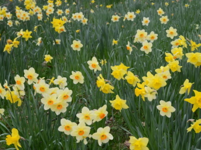 Narciso
