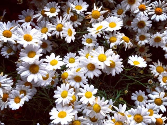 Margarida