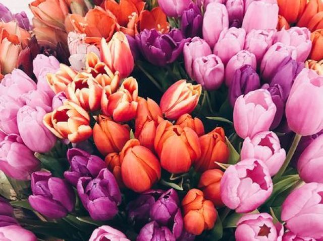Tulipa