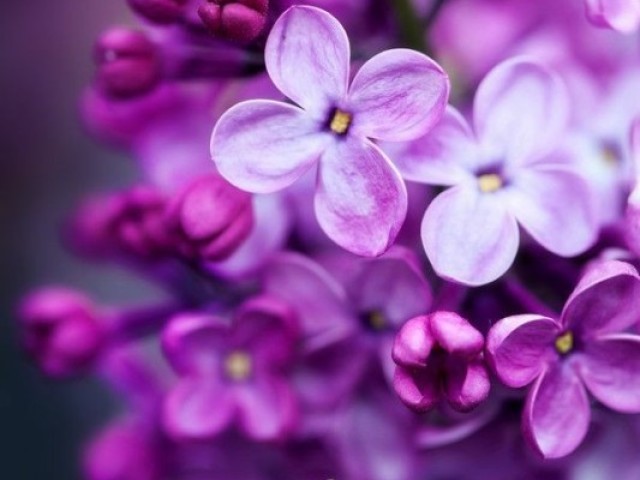 Violeta