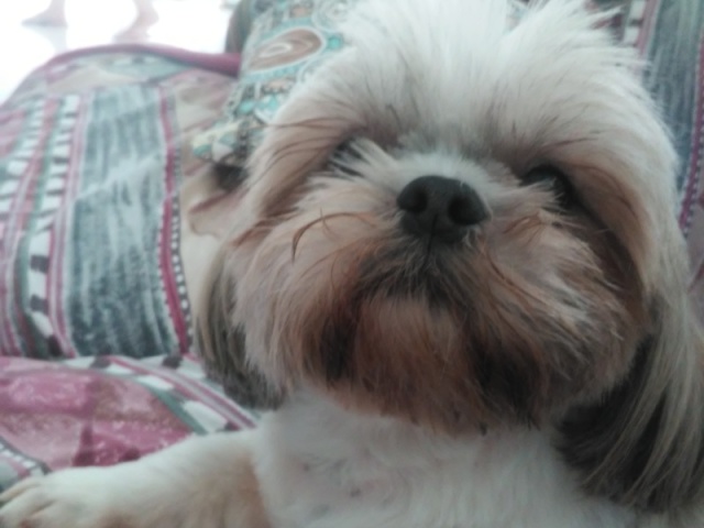 Cachorro