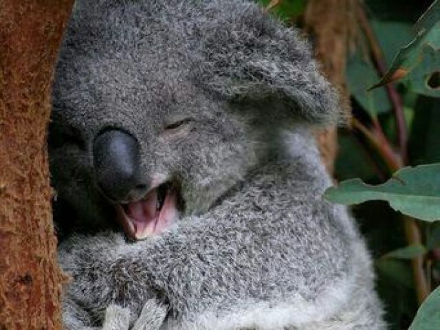 Koala