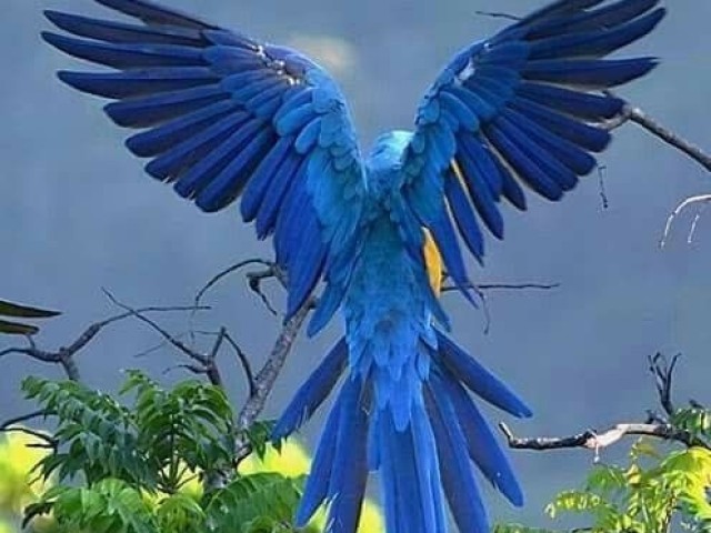 Arara azul