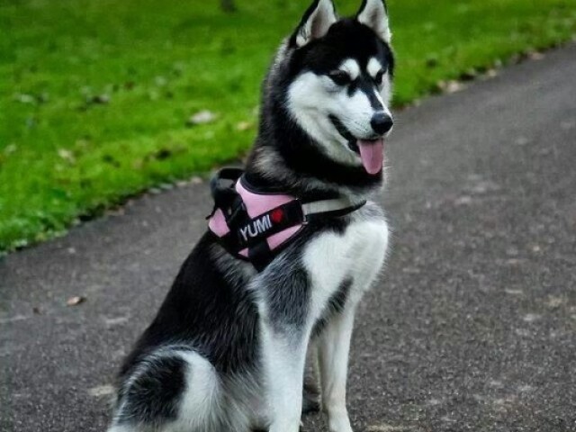 Cachorro
