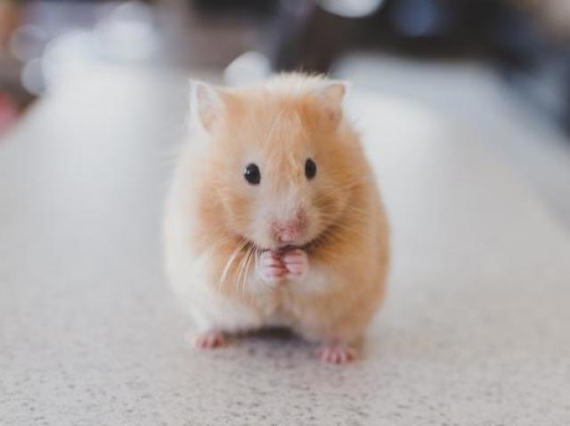 Um hamster muito fofo ♥