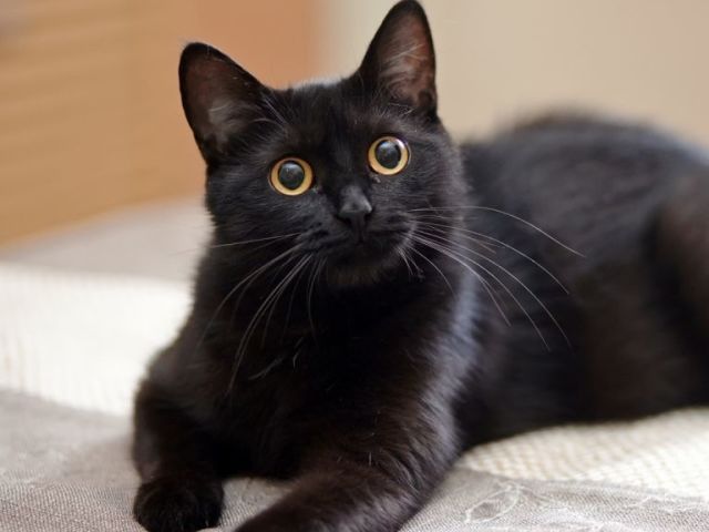 gato