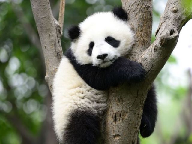 panda