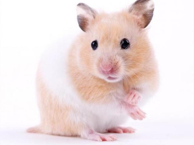 hamster