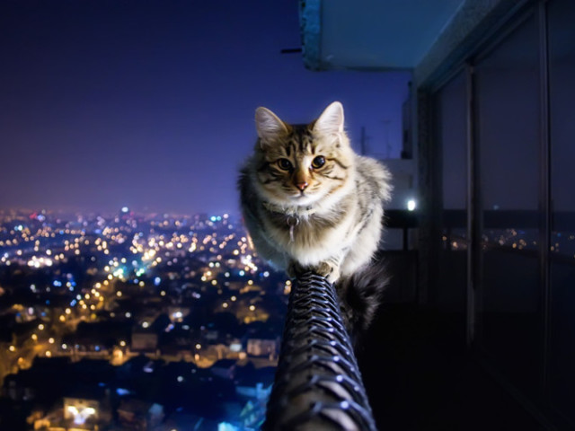 Qual raça de gato lhe representa?