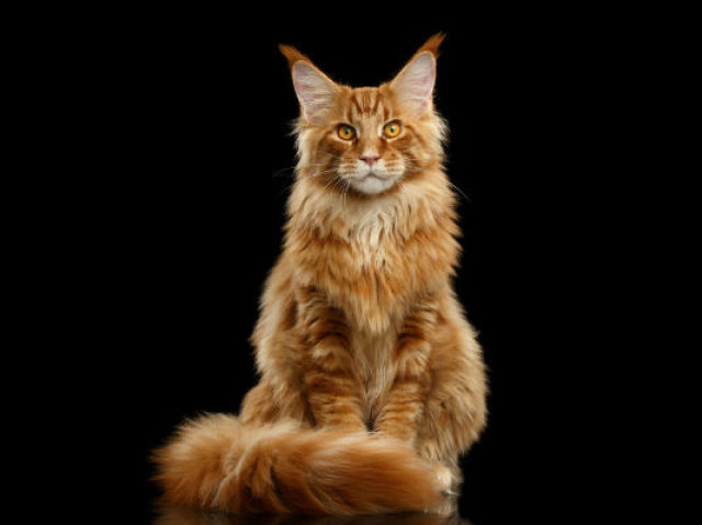 Maine Coon