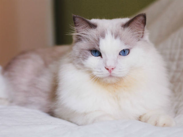 Ragdoll