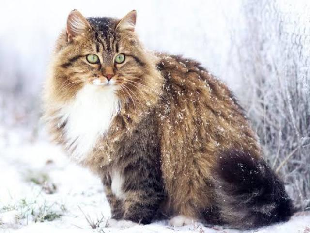 Siberiano