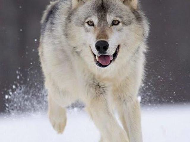 Lobo