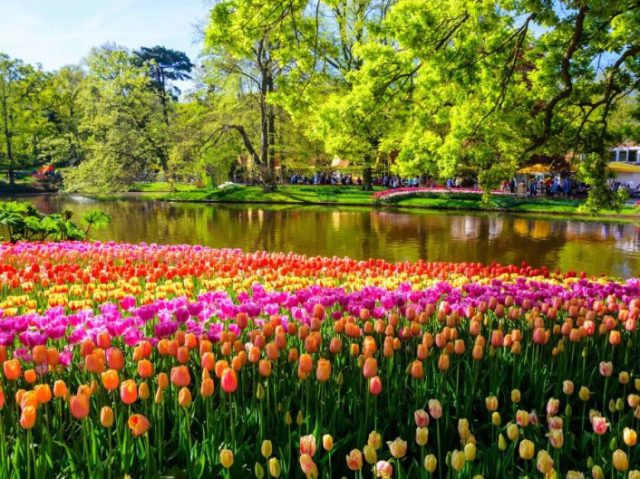 Keukenhof, Holanda