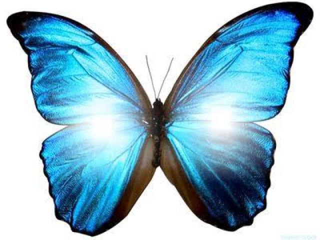 Borboleta