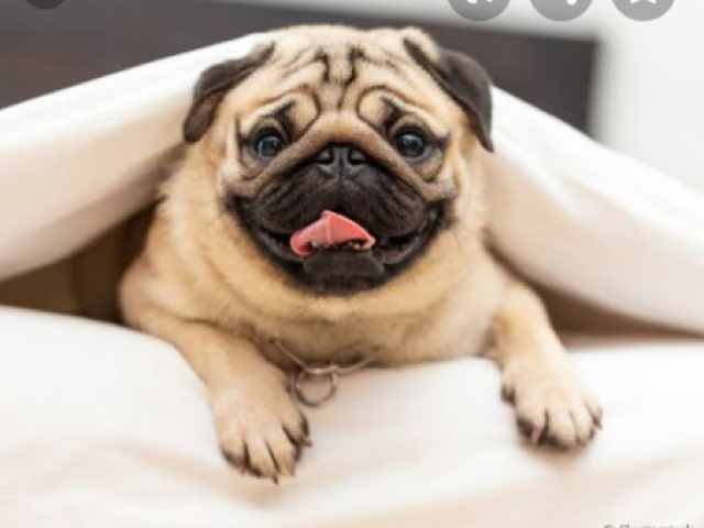 Pug