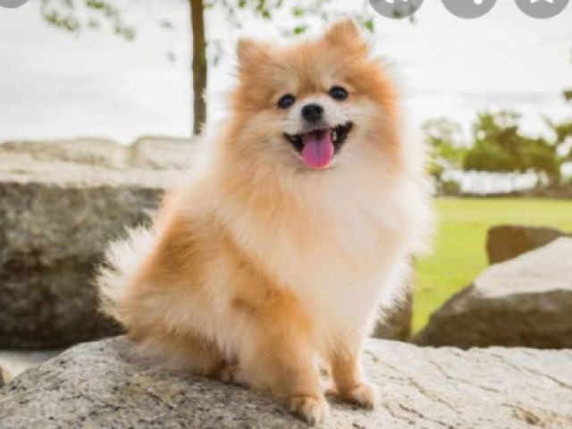 Lulu da pomerania